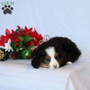 Benito Baby, Mini Bernedoodle Puppy